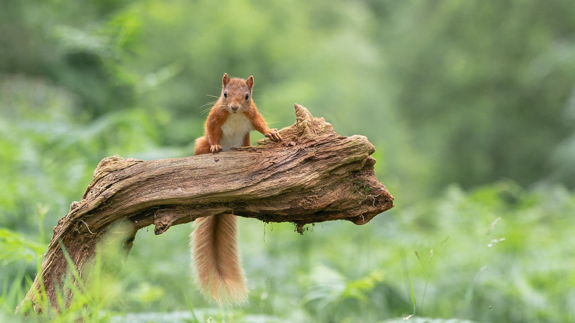战术革命！楚阿梅尼中场魔术引领马竞轻取西班牙人