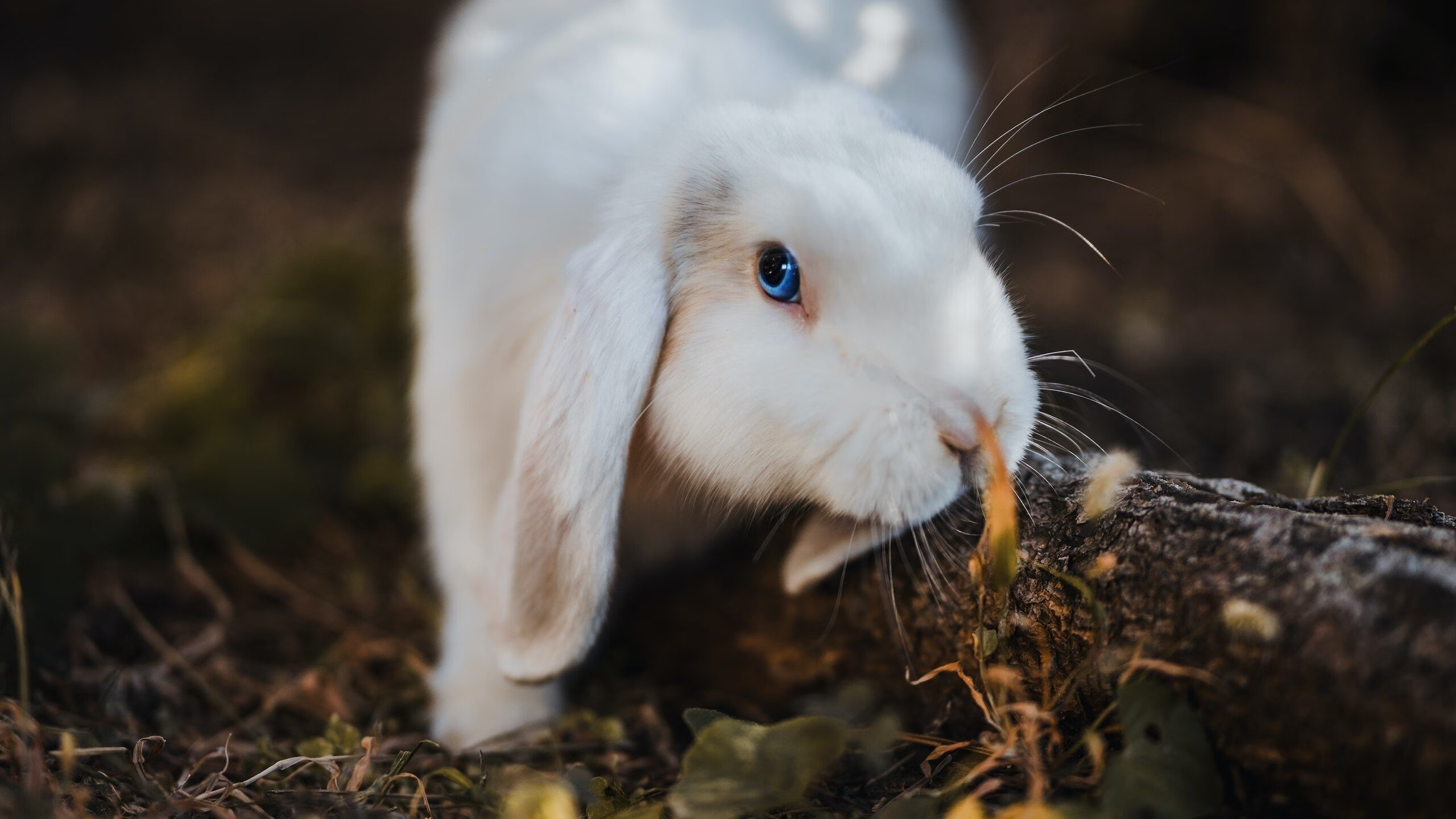当那不勒斯的蓝色浪潮席卷瑞士，托马斯·穆勒的孤胆英雄记