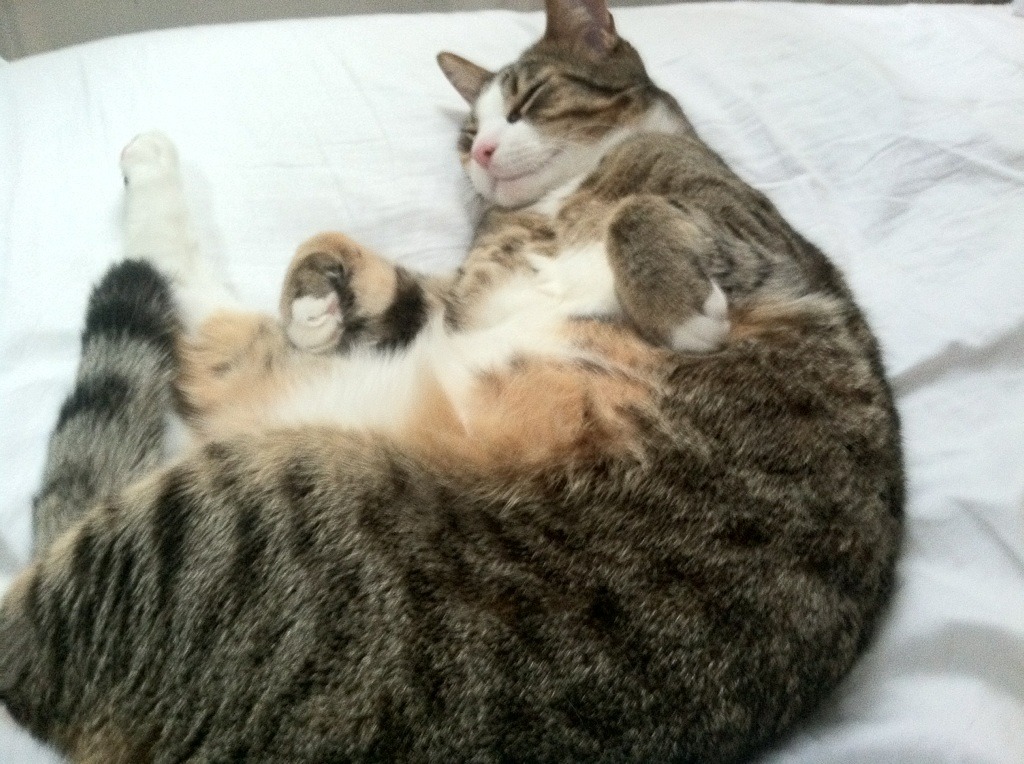 当东方雄狮遇见北美灰熊，塔图姆三双领衔广东梦幻阵容击溃NBA劲旅