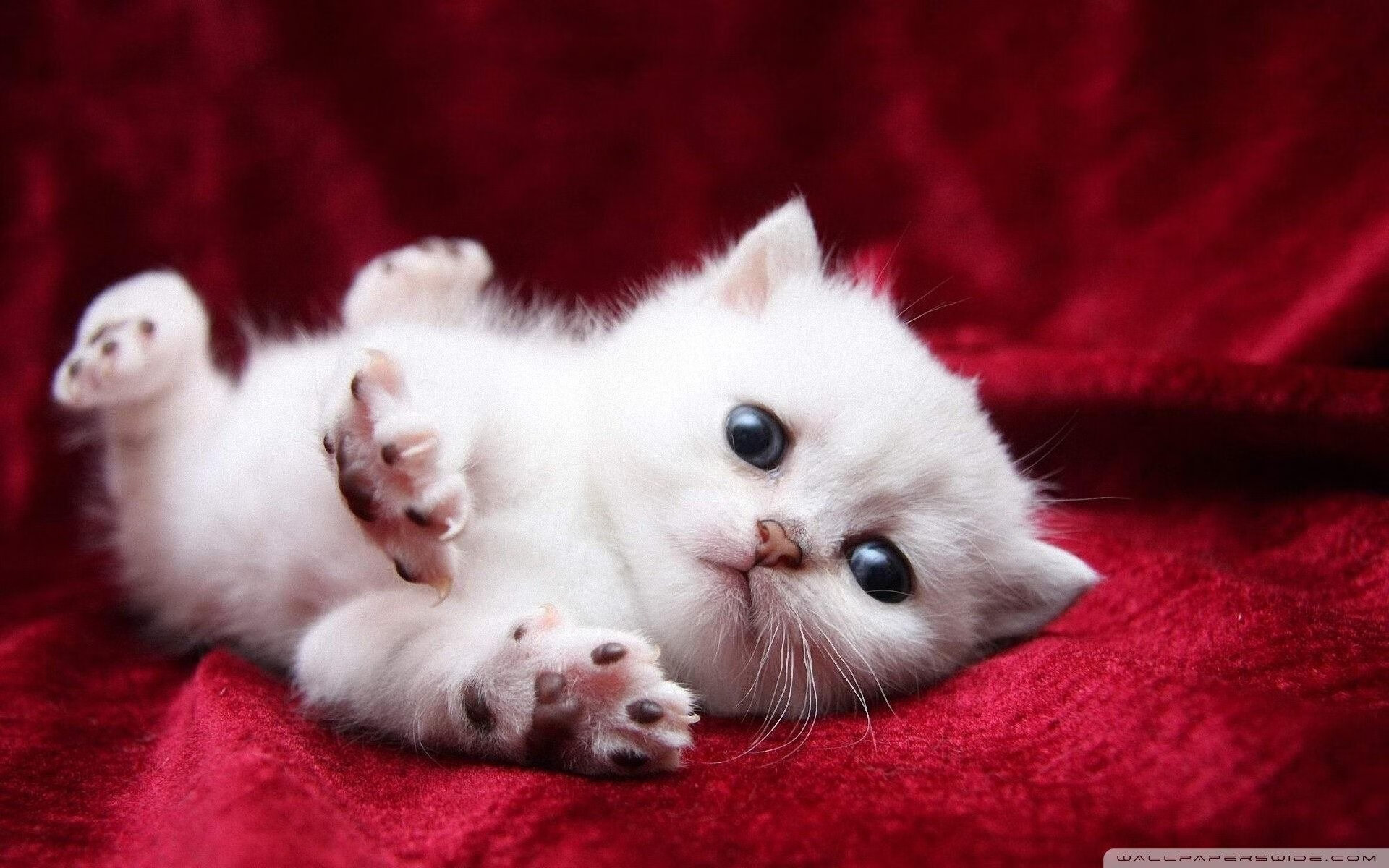 压力实验室,当阿劳霍在喧嚣中爆发,加纳于倒计时里绝杀