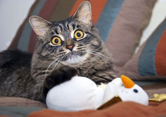 洲际齿轮的重新咬合,三笘薰的节奏艺术与洪都拉斯的历史性跨越