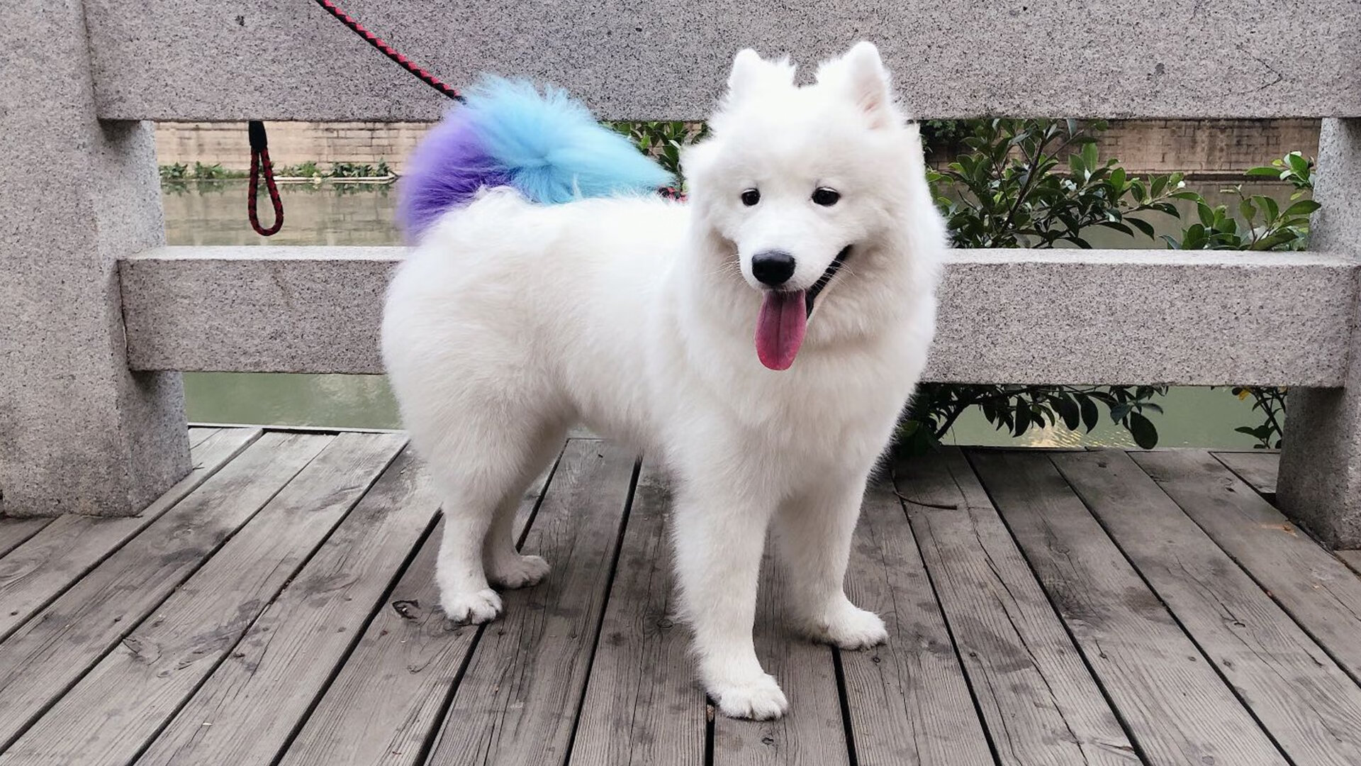 洲际齿轮的重新咬合,三笘薰的节奏艺术与洪都拉斯的历史性跨越