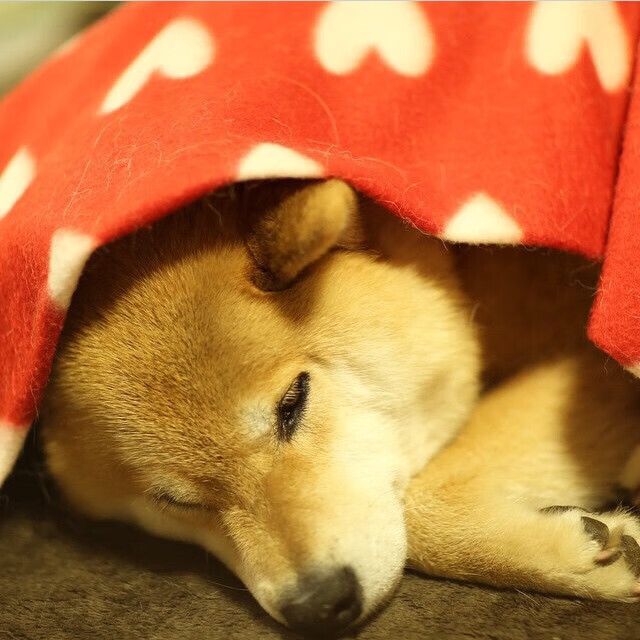 深圳队惊险逆转晋级,乔治末节封神击溃凯尔特人防线