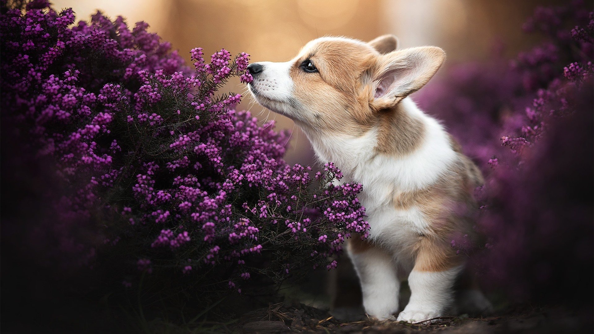 维纳斯的足球，当佛罗伦萨的蓝紫镰刀割破巴萨宇宙