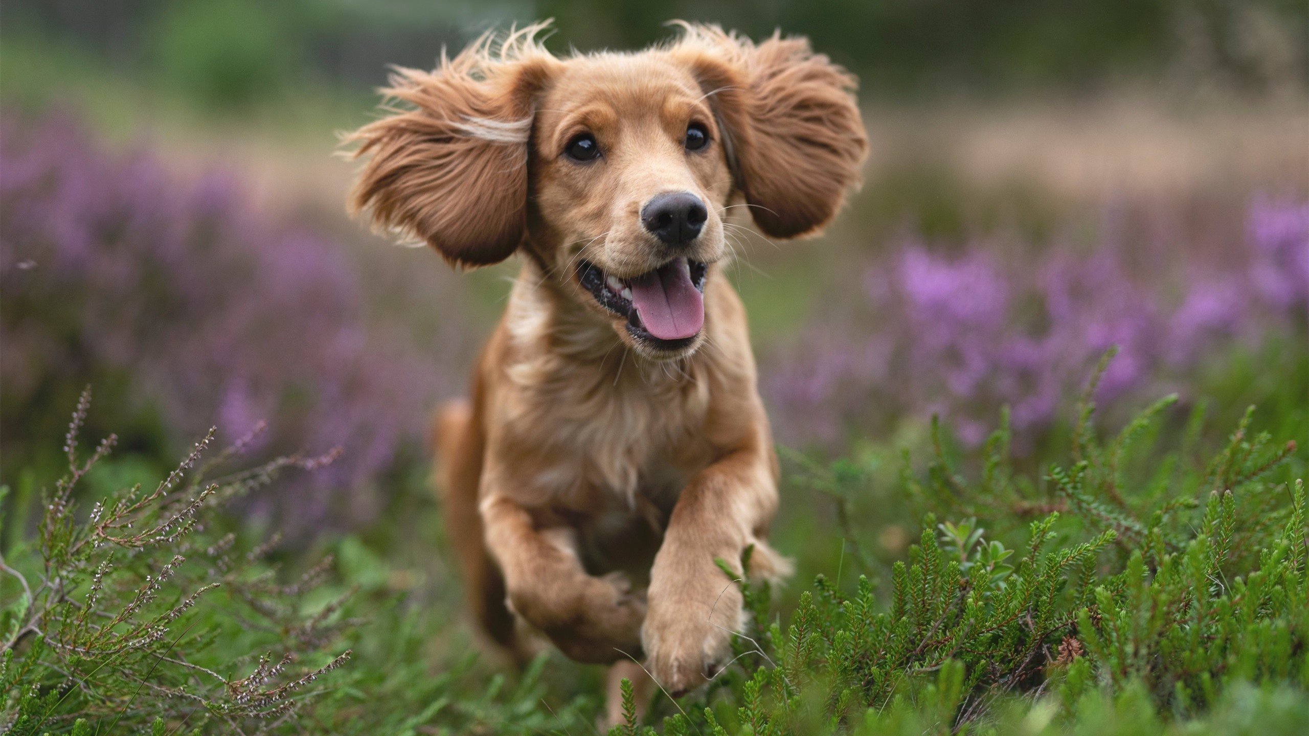 塔图姆穿针引线,奇才山西表演赛揭示中美篮球交汇的深层逻辑