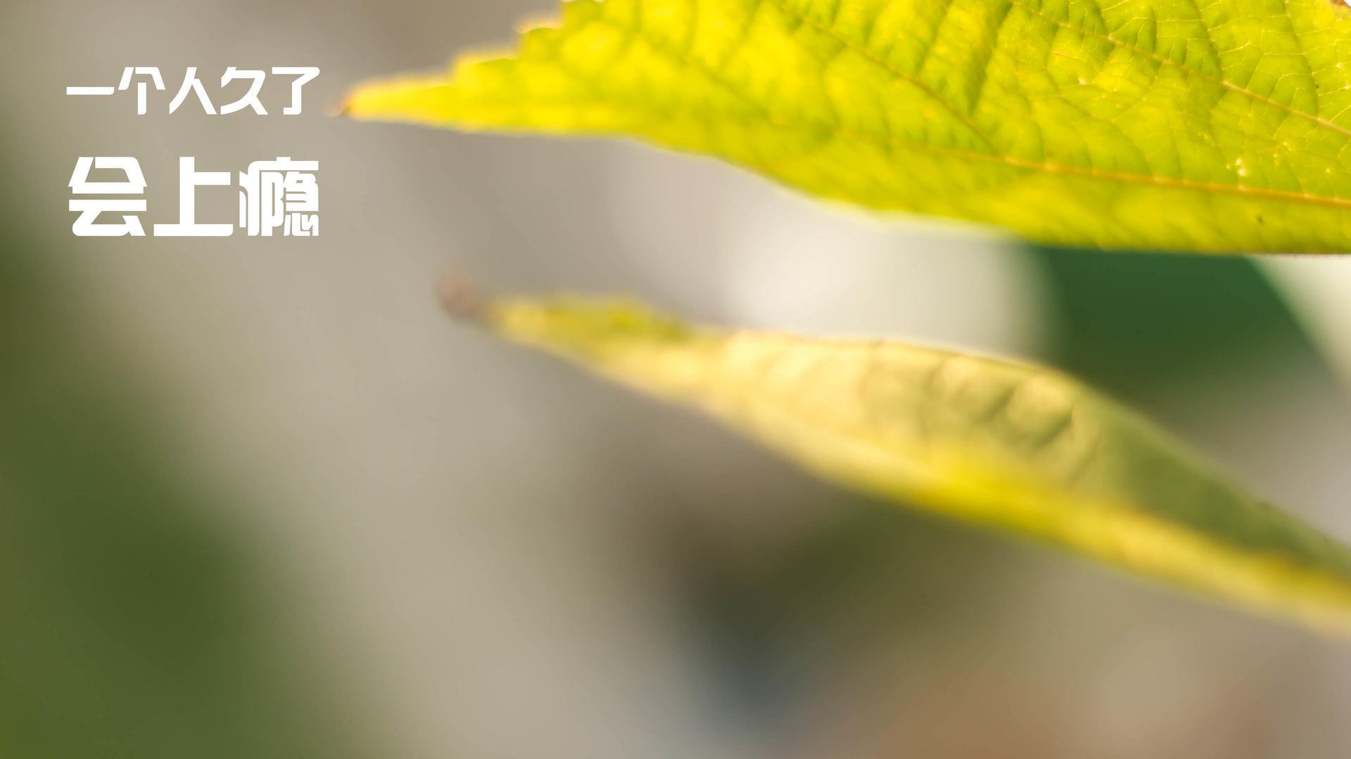 东西镜像，德罗赞爆发的艺术与辽宁队的得分风暴