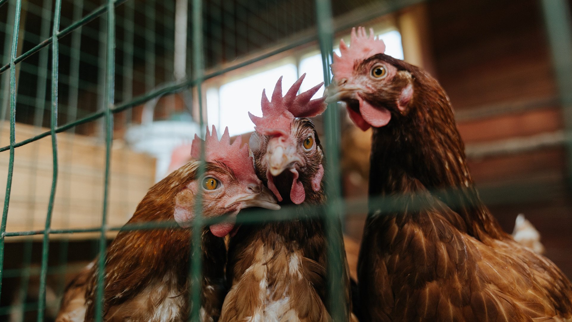 凡尔登绞肉机上的现代骑士，托尼独力摧毁亚特兰大