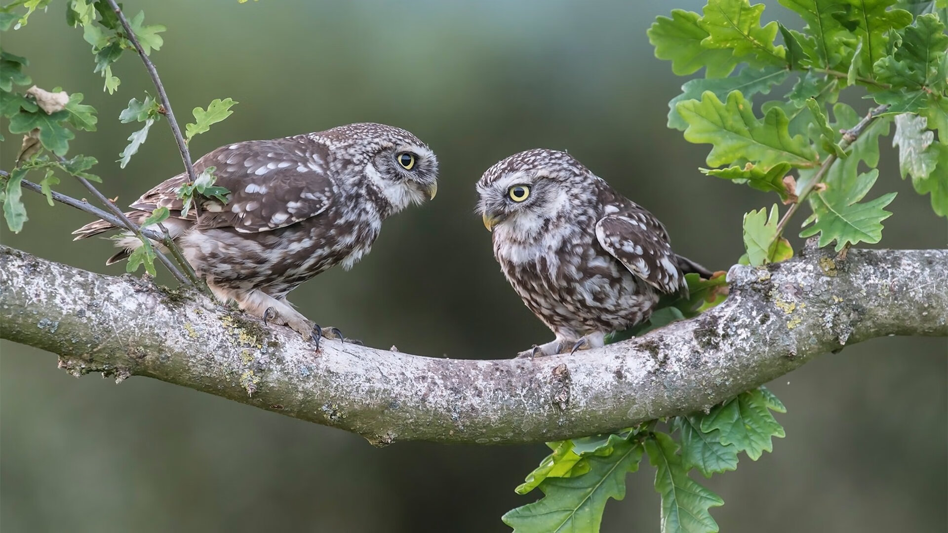 南非节奏撕裂伯纳乌,楚阿梅尼三记重炮定乾坤