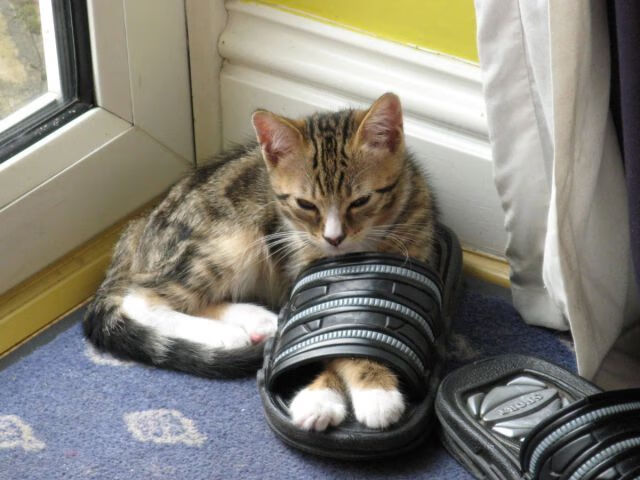 海啸与雄狮，一场定义伟大的唯一对决