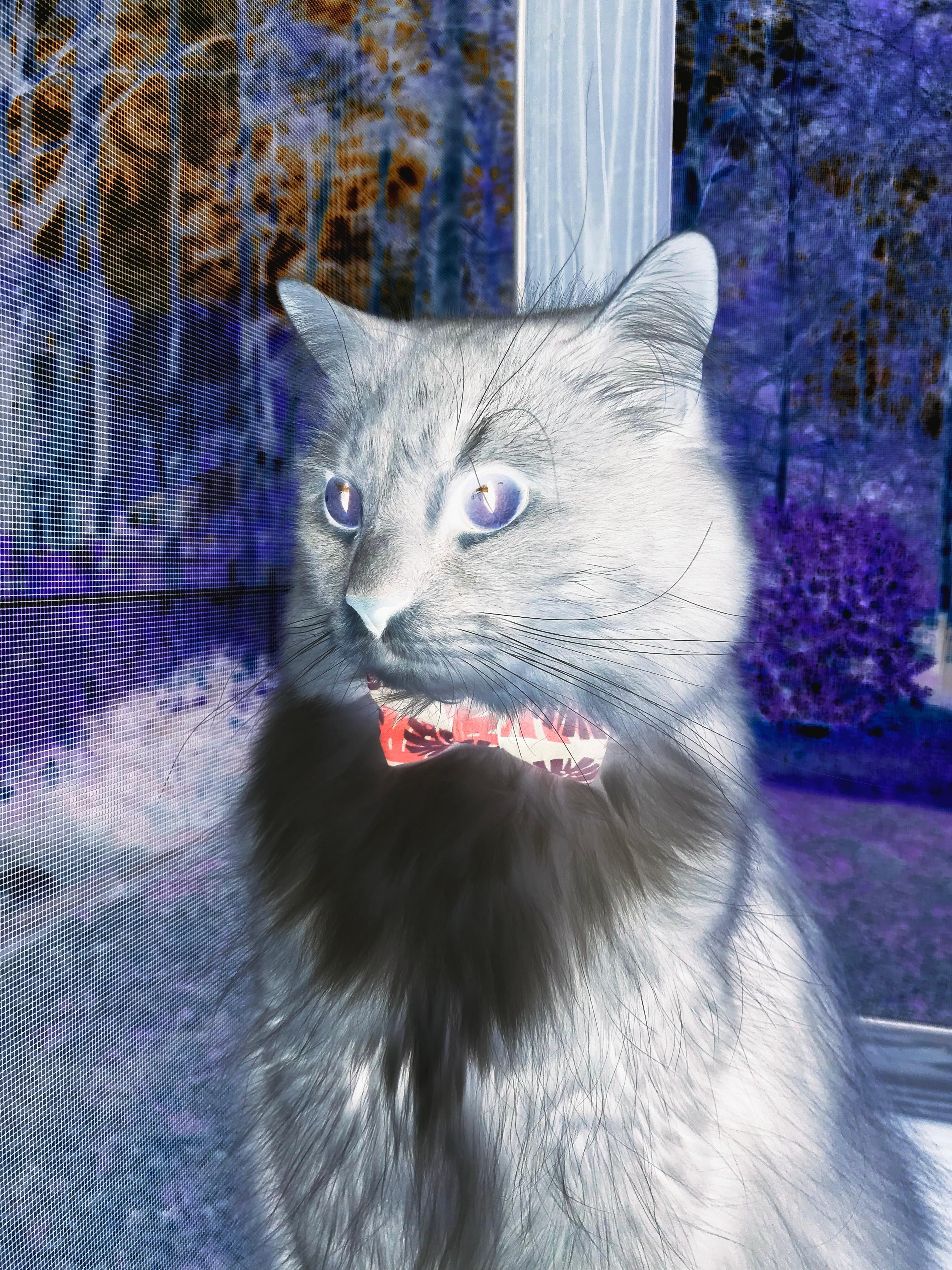 当篮球巨星走上世界杯点球点,哈利伯顿的13秒拯救了足球