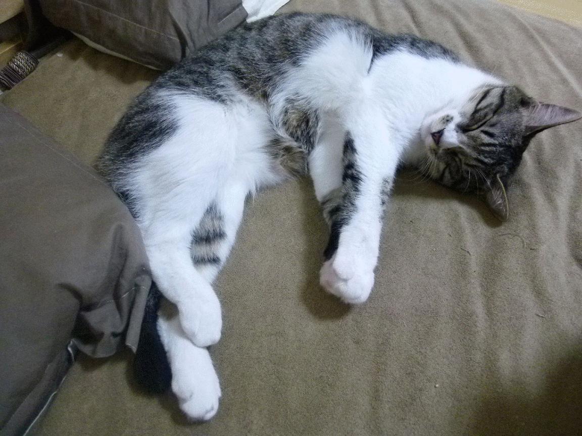 当乌克兰对阵切尔西,绿茵场上的战争隐喻与莫德里奇的孤勇