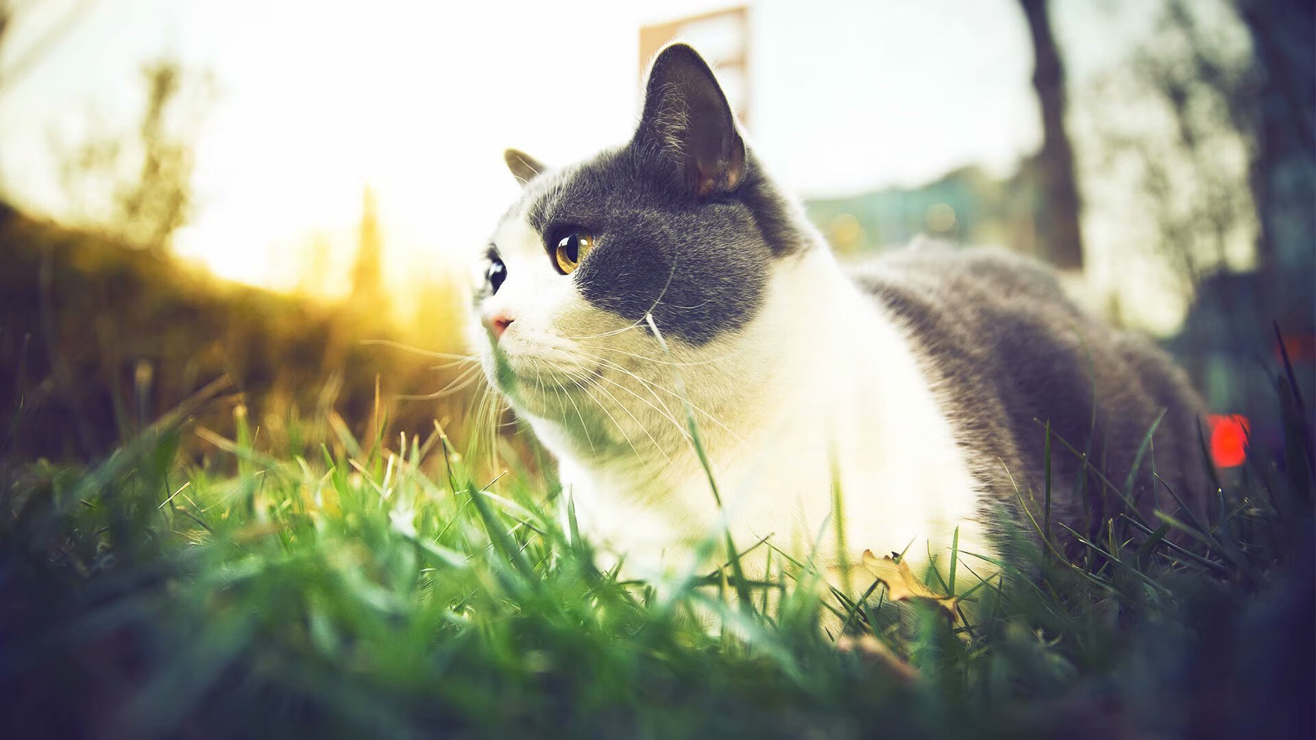 机械之舞与球场鏖战,唯一性在运动中的绽放