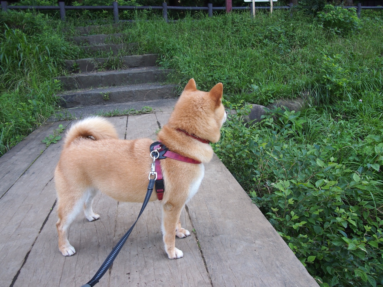 巨人觉醒,武切维奇在中美对抗中主宰比赛走向