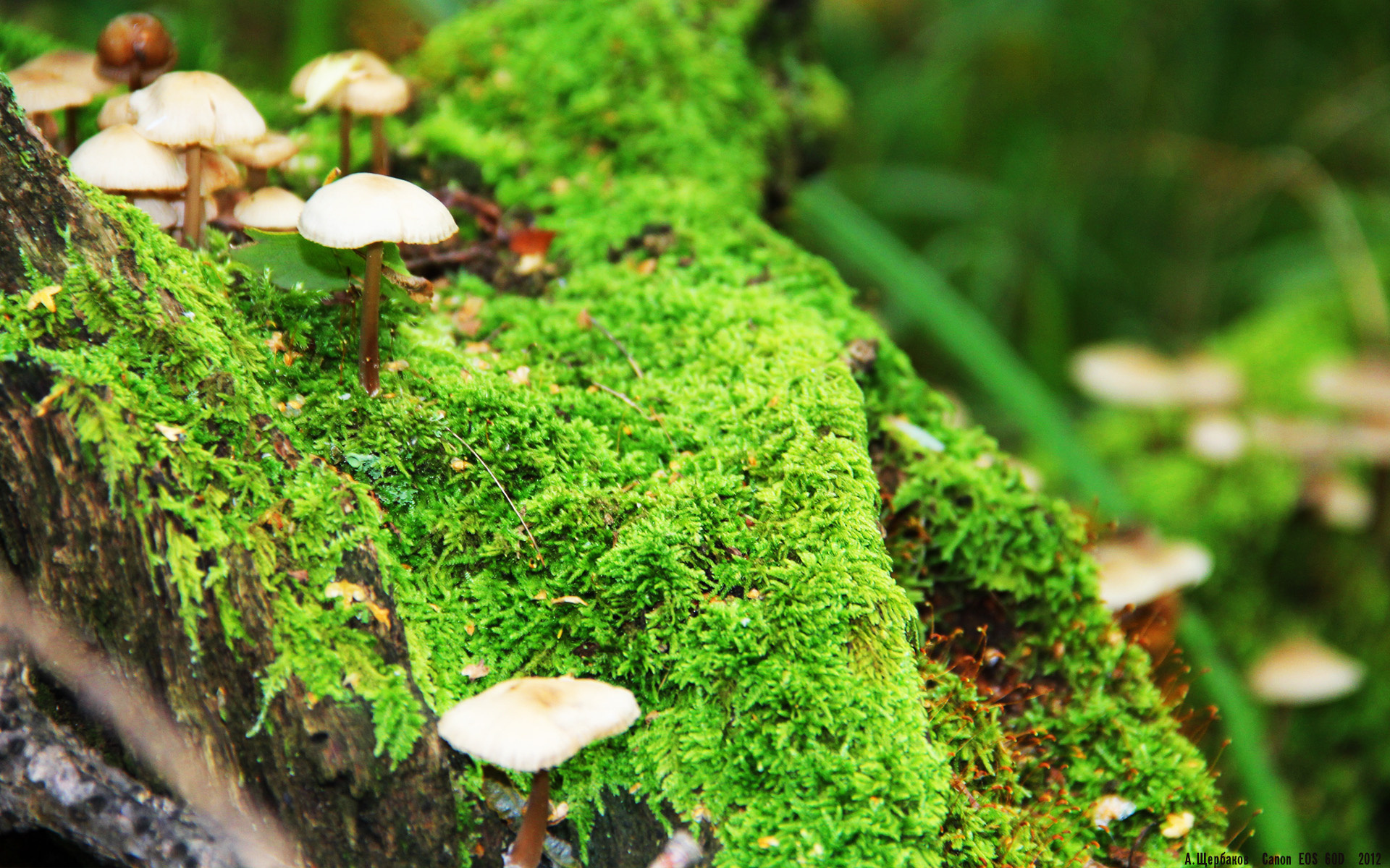 双重奏，布雷默的舞台艺术与奥地利军团的力量