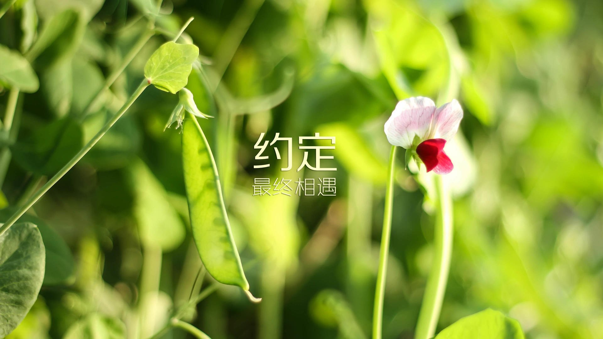 郁金香绽放布加勒斯特,阿诺德的防守反击艺术,如何在2026世界杯D组关键战中完胜罗马尼亚