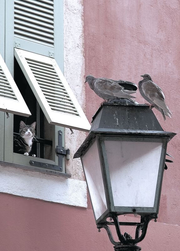 永不谢幕的斗士,2026世界杯C组之夜,喀麦隆惊天逆转德国,苏亚雷斯用魔幻脚步重写传奇